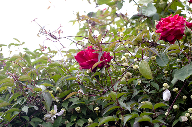 Roses